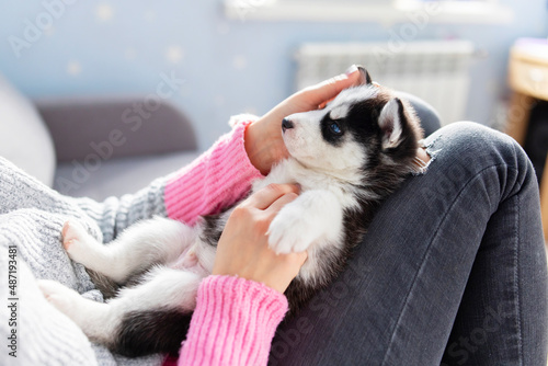 Photos Cute, charming husky puppy, lying on the lap of a young and caring woman owner