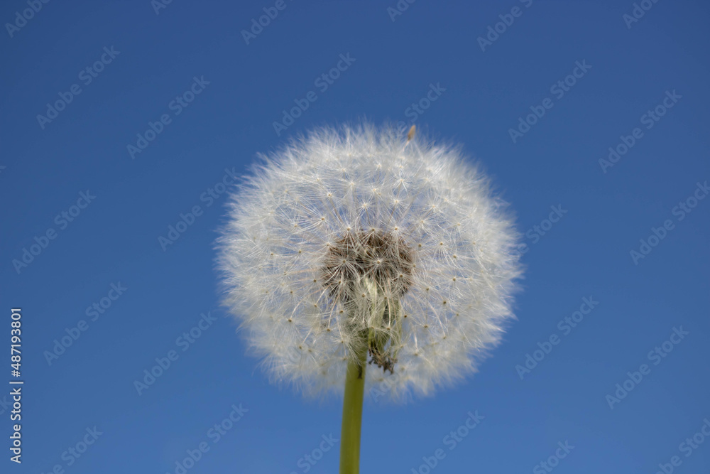 White fluffy dandelion with seeds, against a clear blue sky