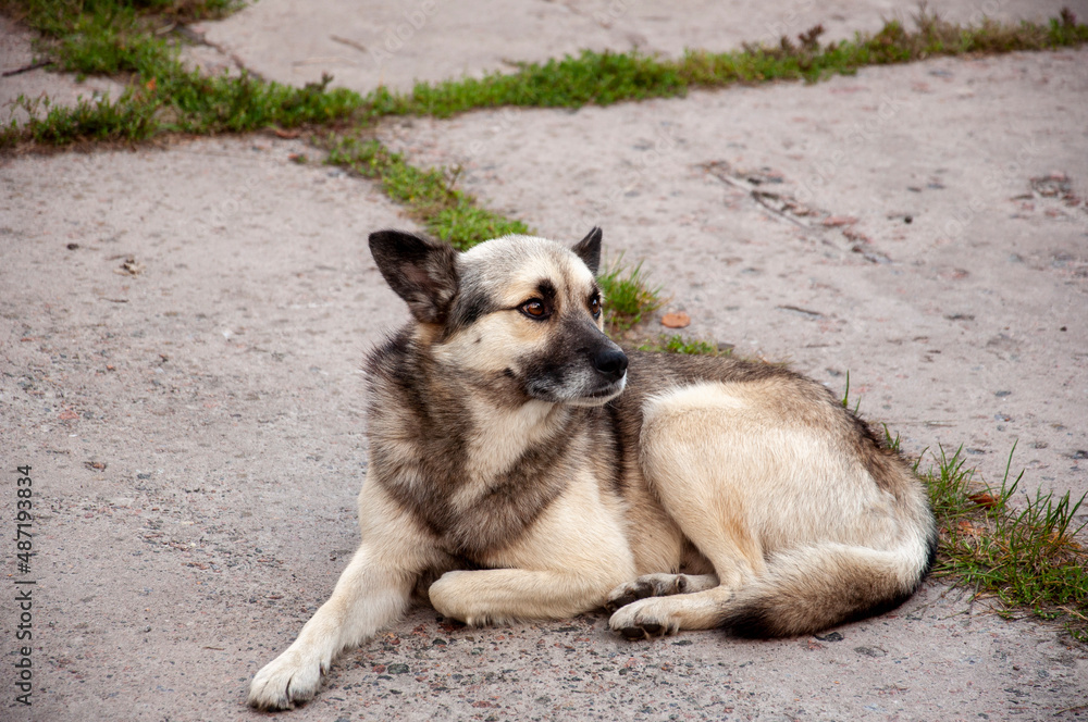 Home dog on the yard. Four-footed friend. Loyalty. Dark and light brown Home dog on the yard. Four-footed friend. Loyalty. Dark and light brown