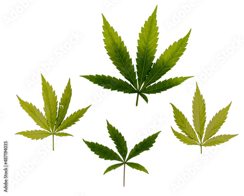 Marijuana green leafs on white background interior