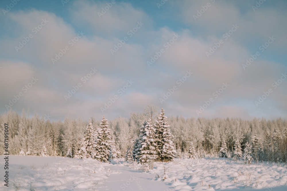 snow covered trees snow covered trees
