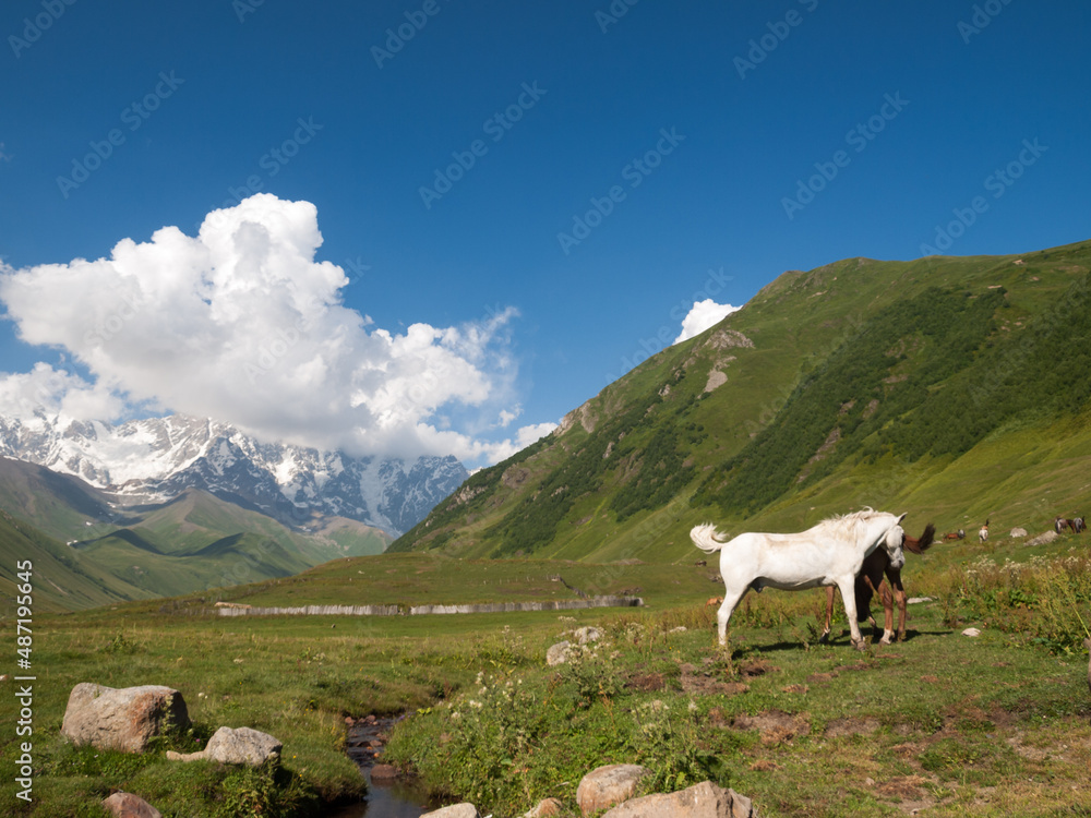 Horses near Mount Shkhara in Svaneti, Georgia
