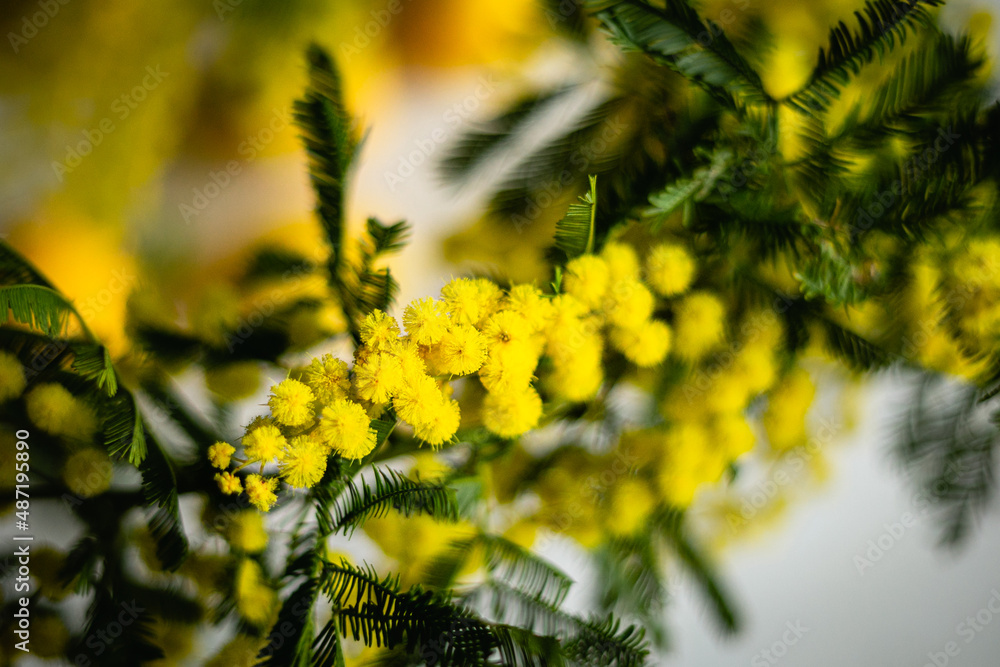 Fototapeta premium Mimose