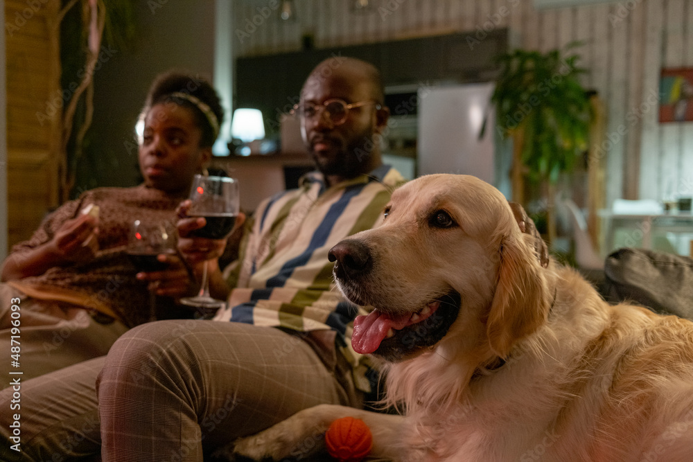Cute labrador lying on sofa with its owners in the background, they drinking red wine and watching TV in the room Cute labrador lying on sofa with its owners in the background, they drinking red wine and watching TV in the room