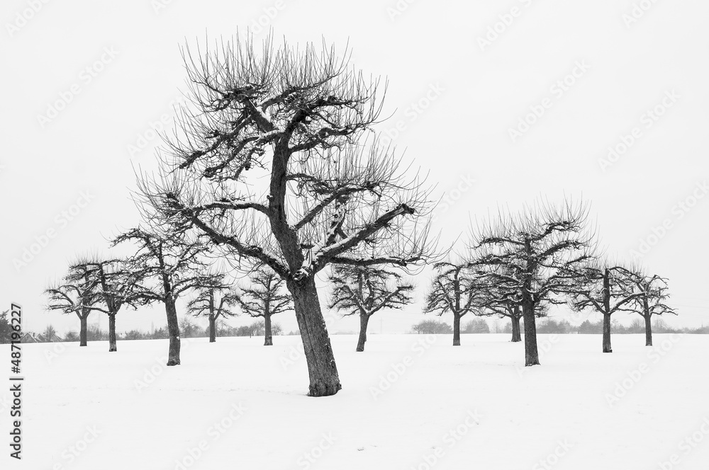 Trees lined up covered in snow Trees lined up covered in snow