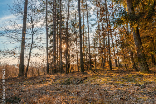 Fototapeta Naklejka Na Ścianę i Meble -  las,wschód słońca