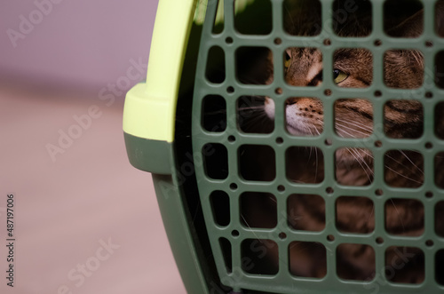 Selective focus on plastic cage carrying for cat. Frightened evil brown cat is sitting inside pet carrier. Concept of animal care.
