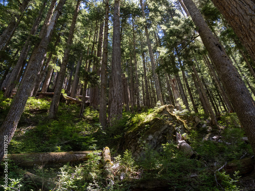Dense forest in Olympic National Park.