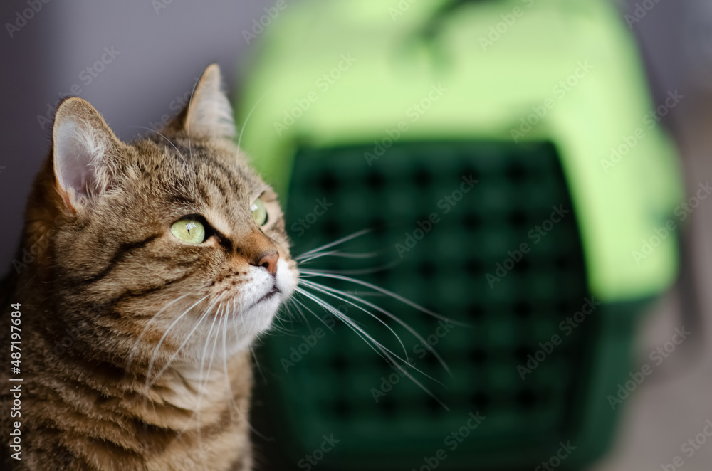 Selective focus on tabby cat is sitting on blurred background of plastic carrying cage. Funny brown cat with green eyes near pet carrier. Concept of animal care. Selective focus on tabby cat is sitting on blurred background of plastic carrying cage. Funny brown cat with green eyes near pet carrier. Concept of animal care.