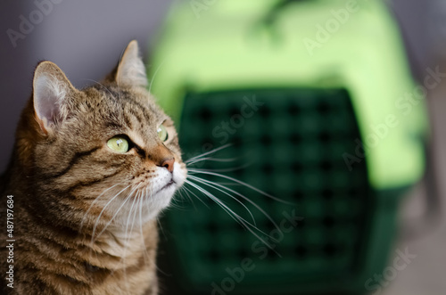 Selective focus on tabby cat is sitting on blurred background of plastic carrying cage. Funny brown cat with green eyes near pet carrier. Concept of animal care. © ksjundra07