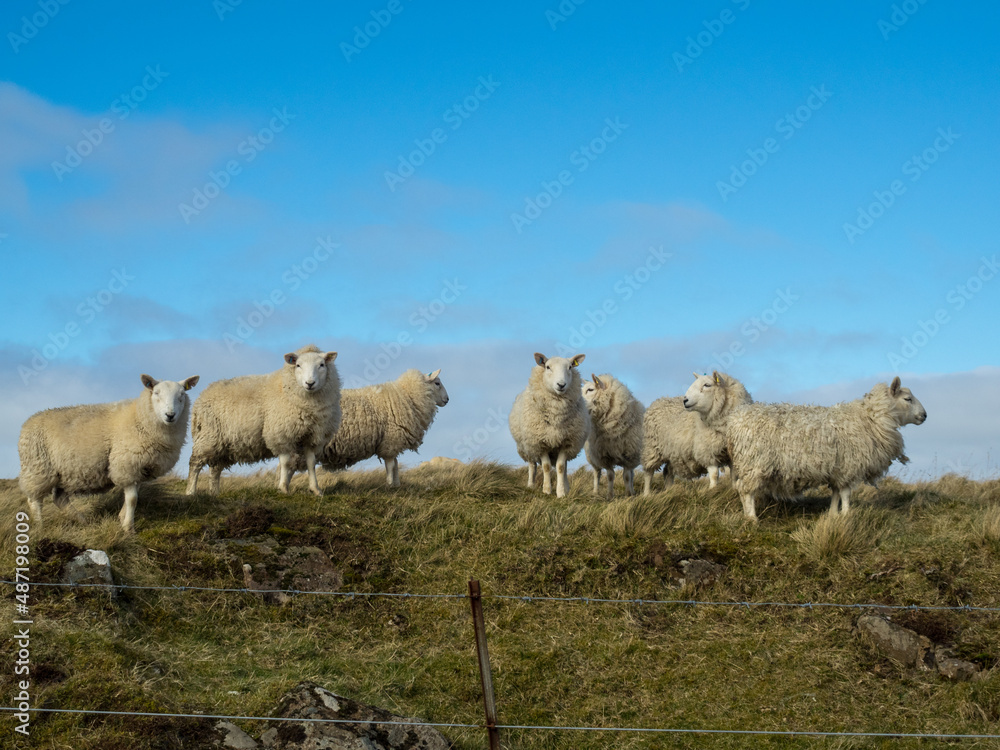 Fototapeta premium Sheep group