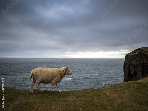 Sheep in Neist Point photo