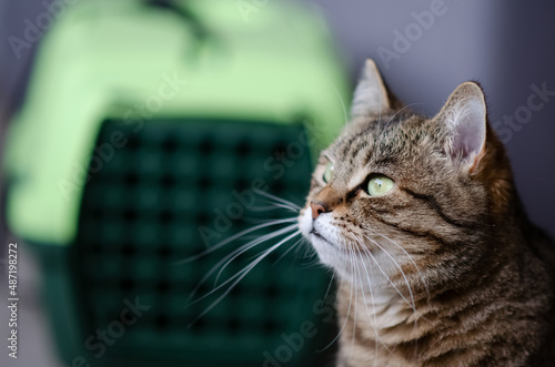 Selective focus on tabby cat is sitting on blurred background of plastic carrying cage. Funny brown cat with green eyes near pet carrier. Concept of animal care. © ksjundra07