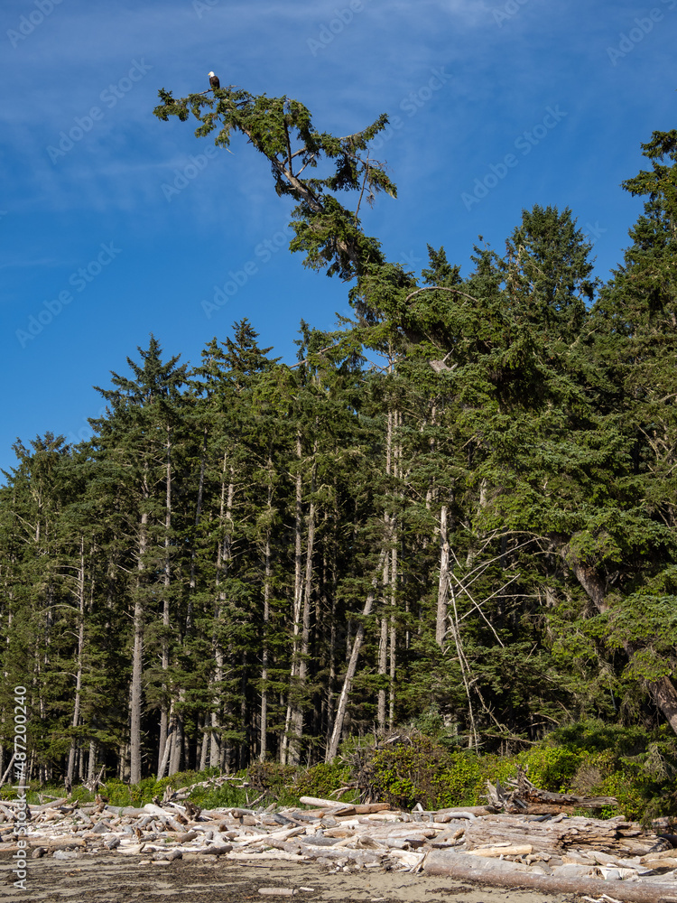 A bald eagle perched in a tree high above shoreline in Olympic National Park. A bald eagle perched in a tree high above shoreline in Olympic National Park.