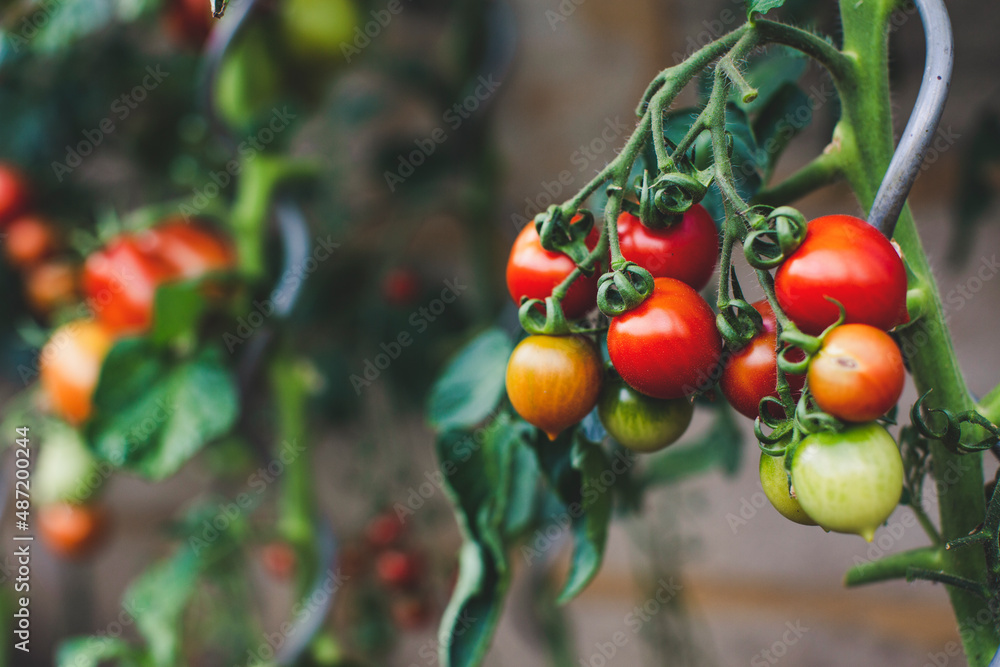 harvest fresh bio tomato