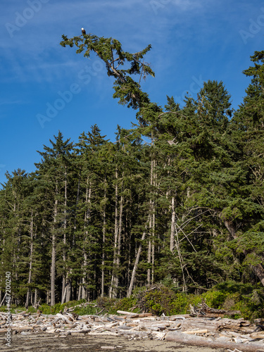 A bald eagle perched in a tree high above shoreline in Olympic National Park.