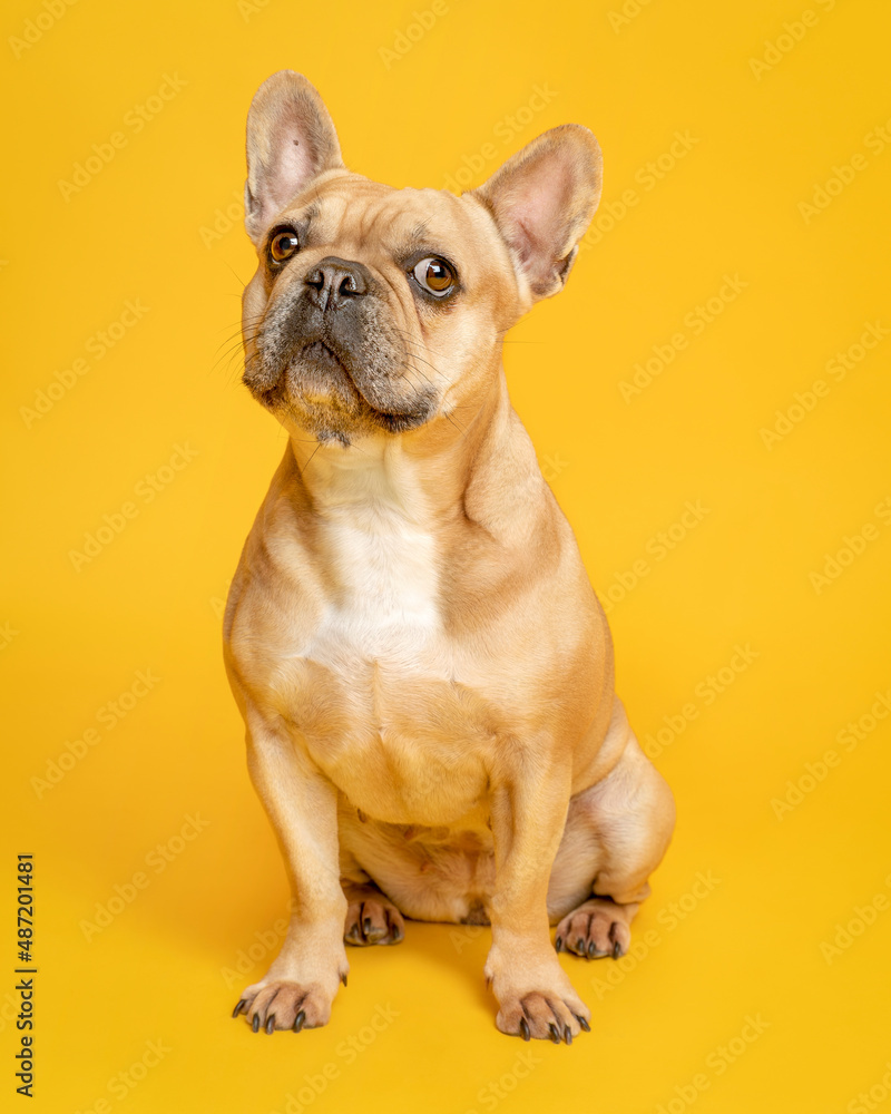 Portrait. French Bulldog. Colour Fawn, looking to the front with side-eyes while seated. Solid Color Background.