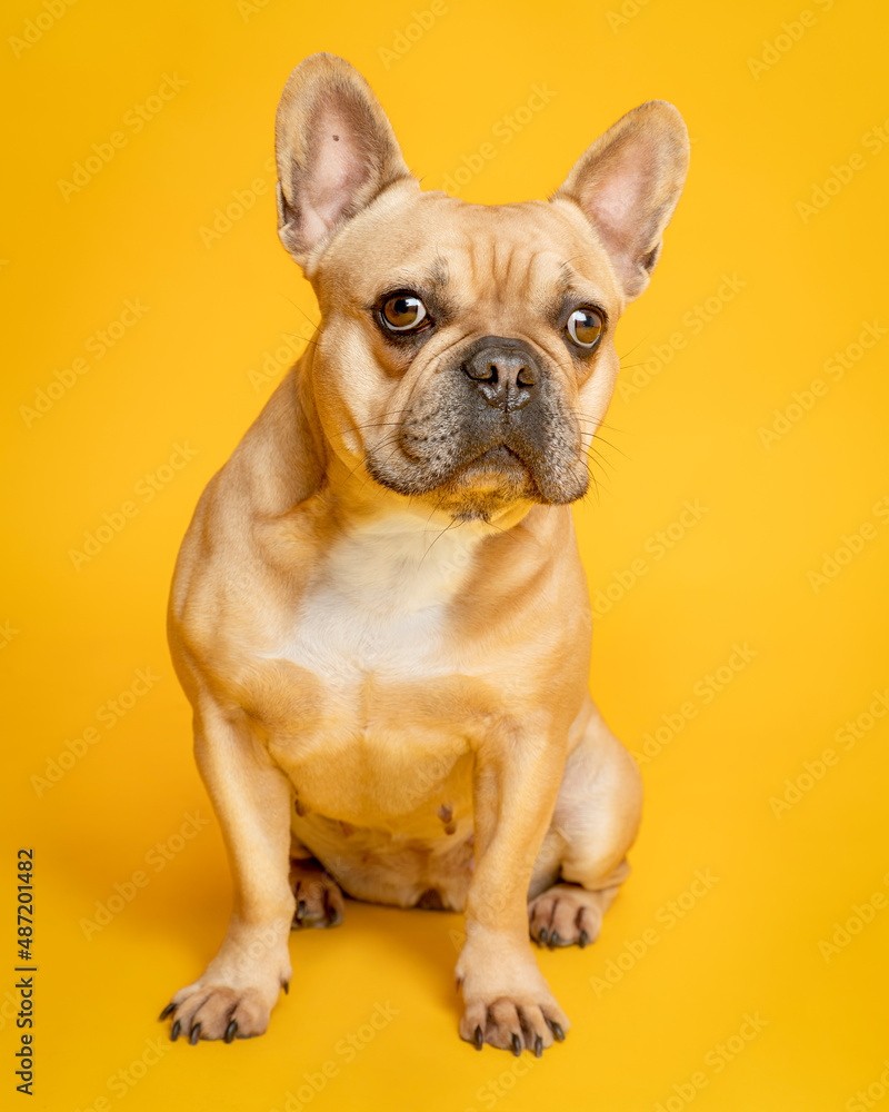 Portrait. French Bulldog. Colour Fawn, looking front while seated. Solid Color Background.