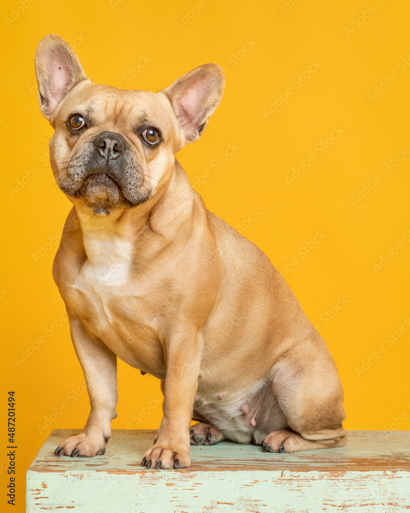 Portrait. French Bulldog. Colour Fawn, looking to the front with seating side position. Solid Color Background.