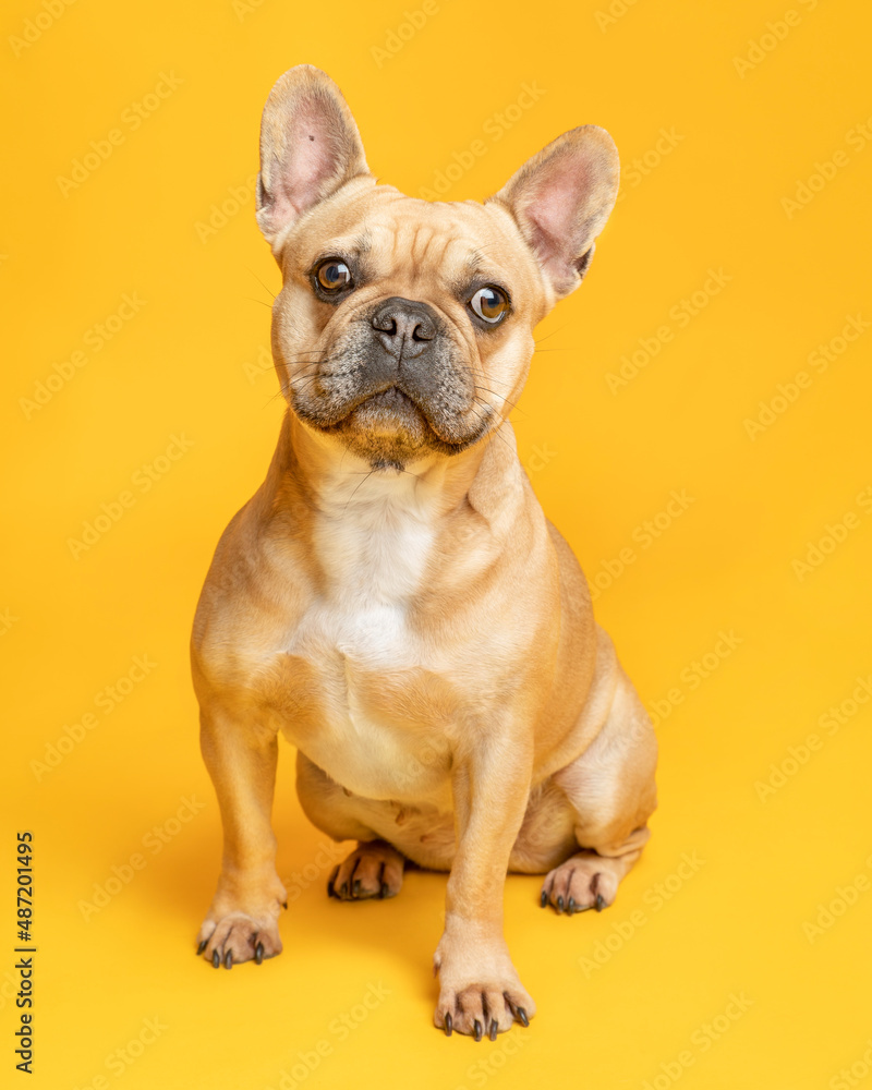 Portrait. French Bulldog. Colour Fawn, looking to the front, seating. Solid Color Background.