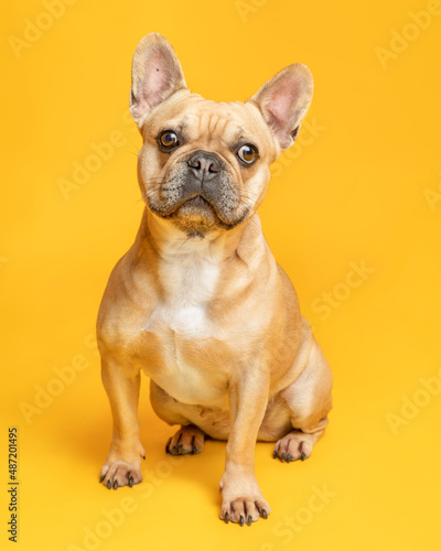 Portrait. French Bulldog. Colour Fawn, looking to the front, seating. Solid Color Background. © Dany