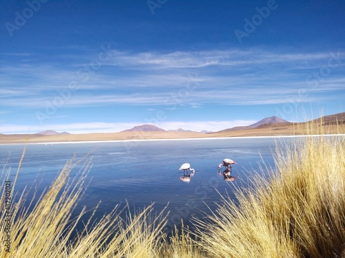 aves, paisajes, salar, nieve, naturaleza, paz, tranquilidad