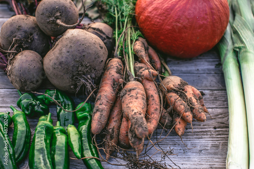 urban gardening vegetable harvest crop photo