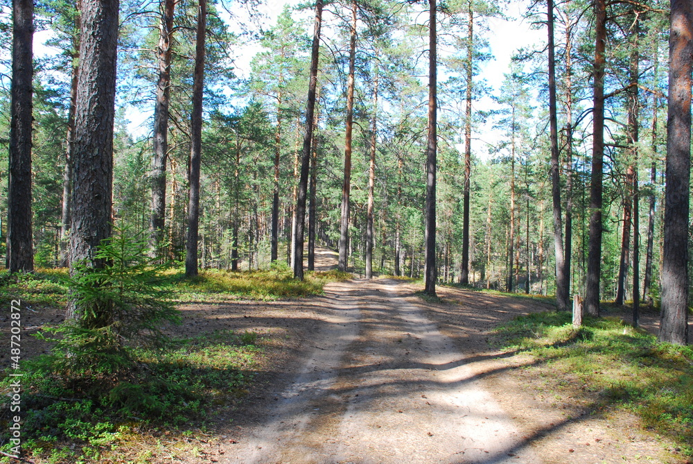 Summer day in the pine forest. Tall straight brown pine trunks in the forest. The sun illuminates the trees, the ground and the sandy road through the forest. Blueberries and moss grow on the ground. Summer day in the pine forest. Tall straight brown pine trunks in the forest. The sun illuminates the trees, the ground and the sandy road through the forest. Blueberries and moss grow on the ground.