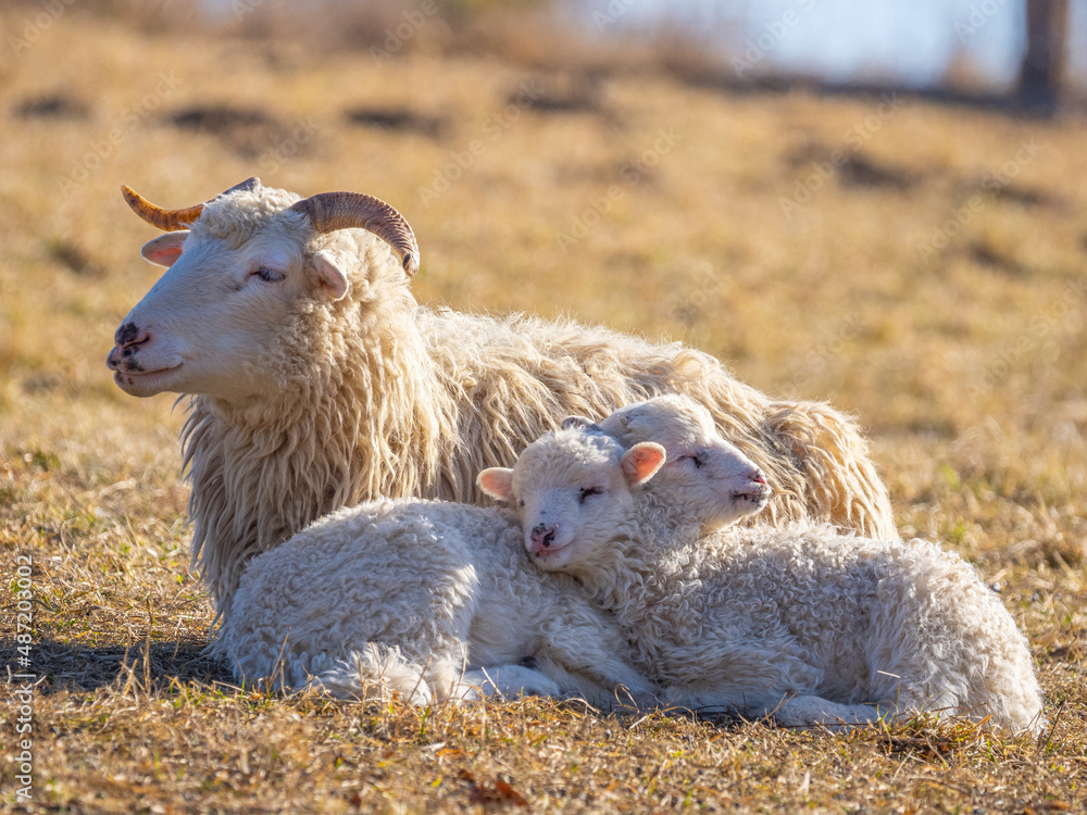 Fototapeta premium cute newborn lambs on a farm - close up - early spring