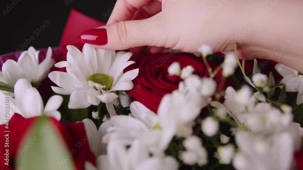 Woman's hand touching daisy. Female hand stroking flower petals. Close up. Woman's hand touching daisy. Female hand stroking flower petals. Close up.