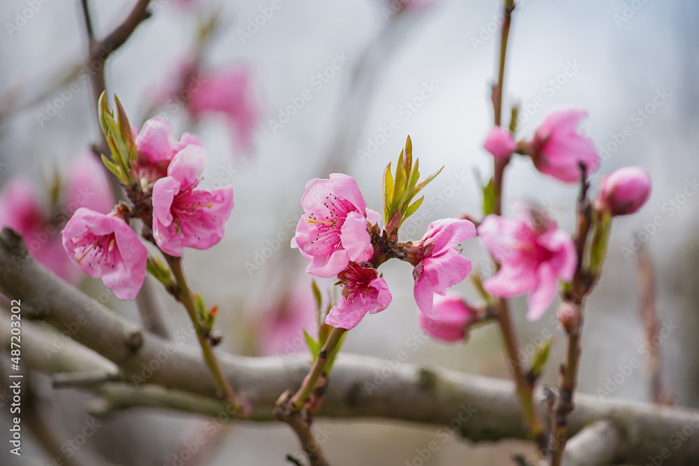 Pink Peach Flowers Blooming on Peach Tree Pink Peach Flowers Blooming on Peach Tree