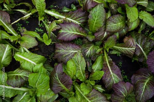 urban gardening vegetable salad greenhouse