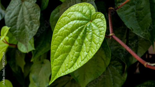 betel leaves. The betel is a vine of the family Piperaceae, which includes pepper and kava.