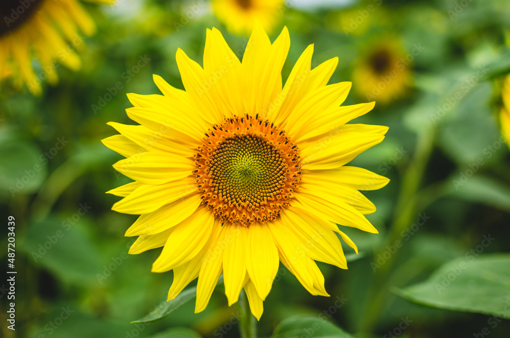 Sunflower cultivation at dawn. Cultivation of sunflower to produce sunflower oil Sunflower cultivation at dawn. Cultivation of sunflower to produce sunflower oil