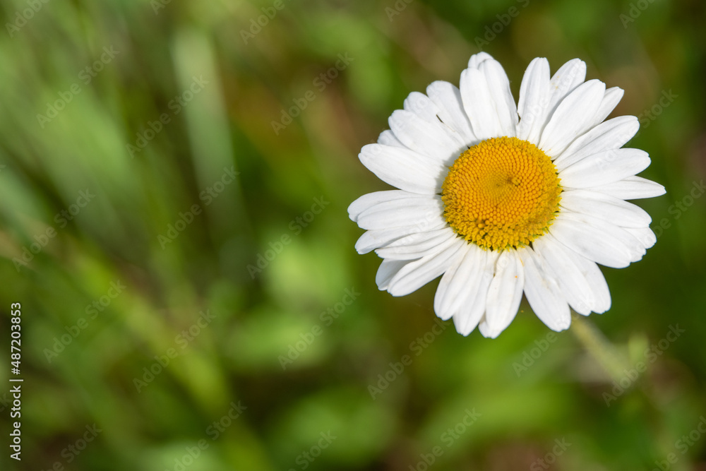 Blooming Chamomile in the field. Top view Blooming Chamomile in the field. Top view