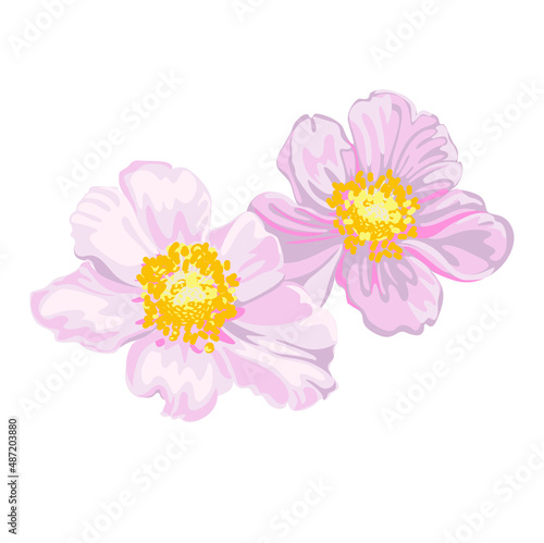 pink daisy isolated on white