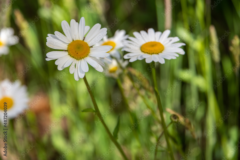 chamomile field, chamomile, summer flowers chamomile field, chamomile, summer flowers