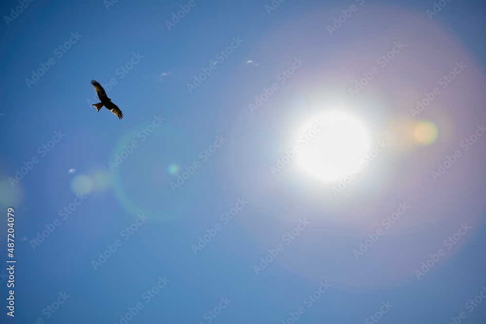 Fototapeta premium Falke im Flug mit der Sonne im Hintergrund