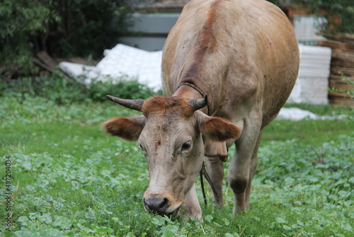 A young light brown domestic farm cow eats green grass in a meadow