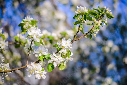 A blooming branch of an apple tree on a blurry blue sky background