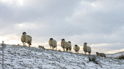 A flock of Swaledale sheep on the crest of a snow covered hill in Weardale, County Durham, North Pennines AONB photo