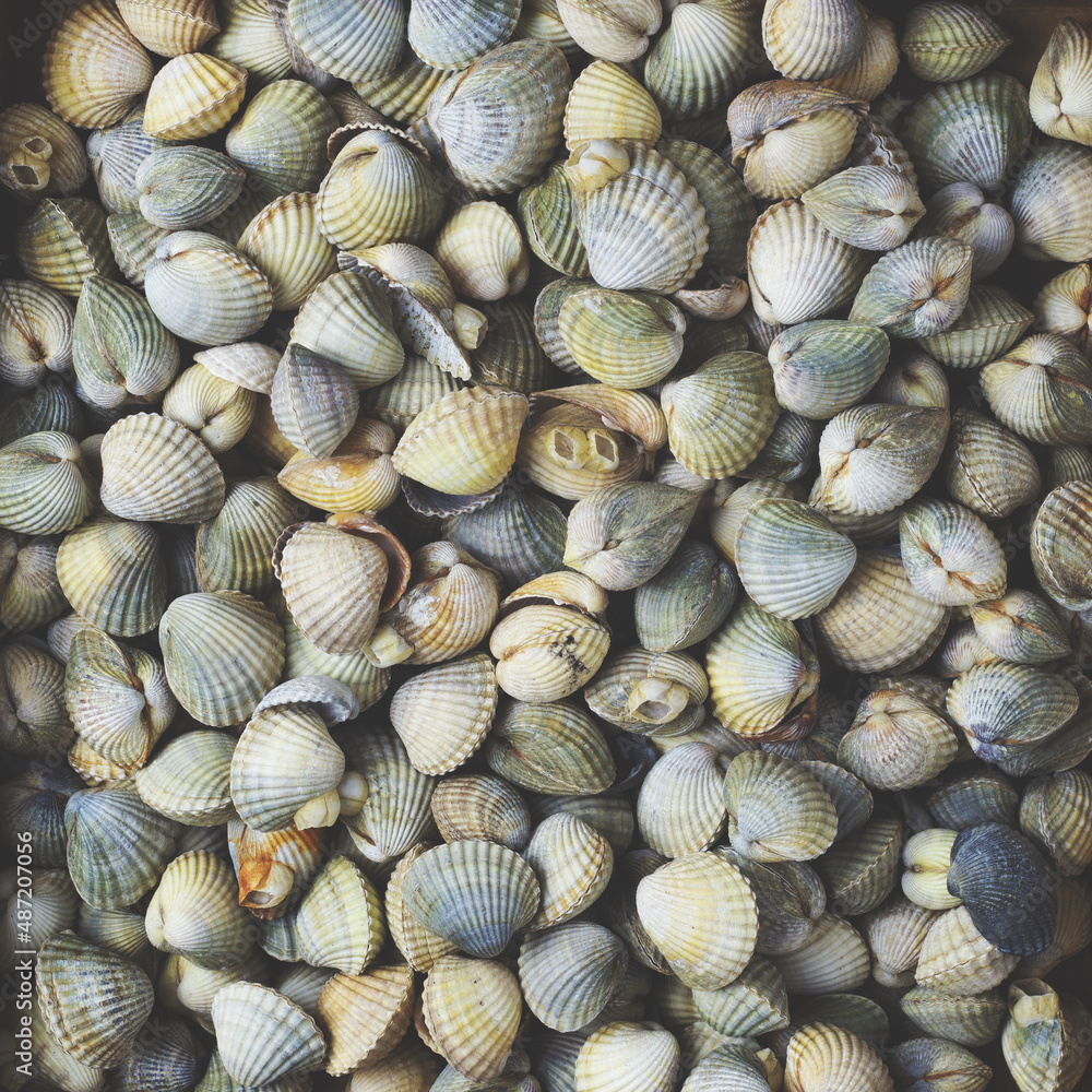 Background of many sea shells