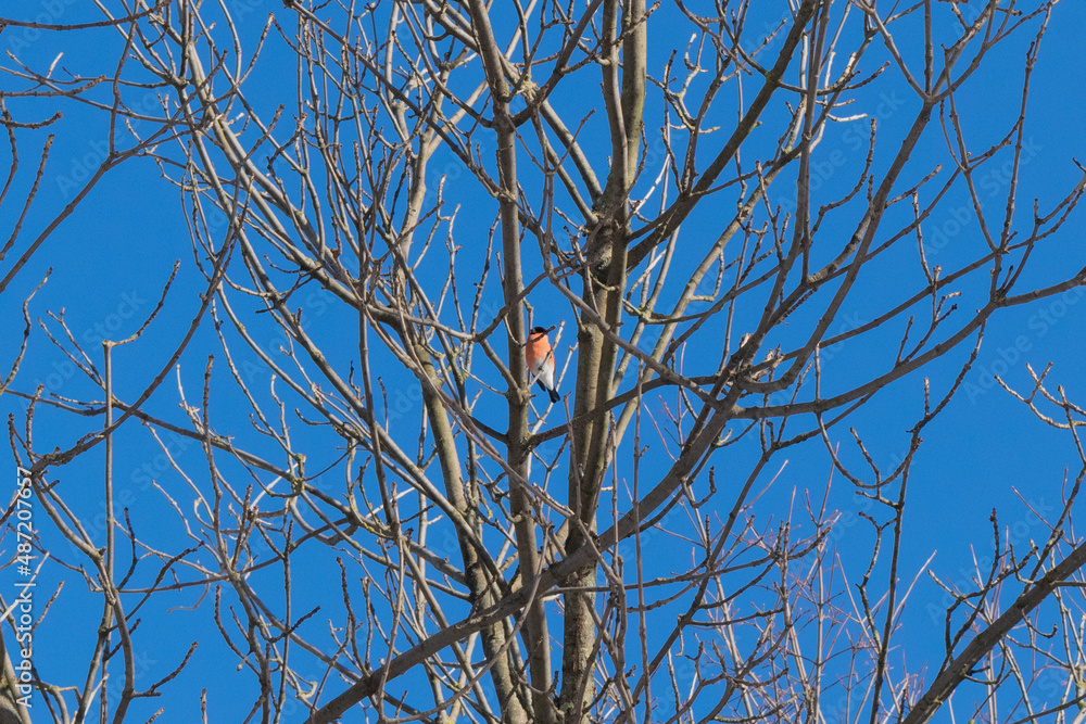 Obraz premium bird on the tree