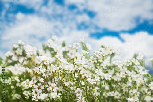 View on a blooming buckwheat field with white flowers. Nature