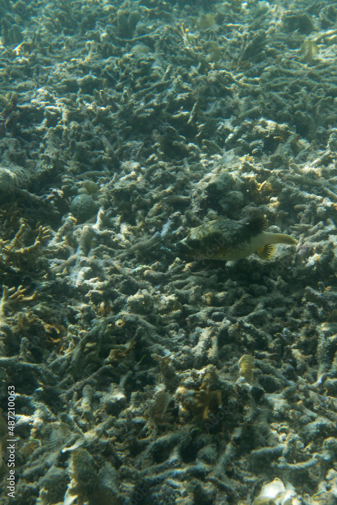Fototapeta premium View of blackspotted puffer fish
