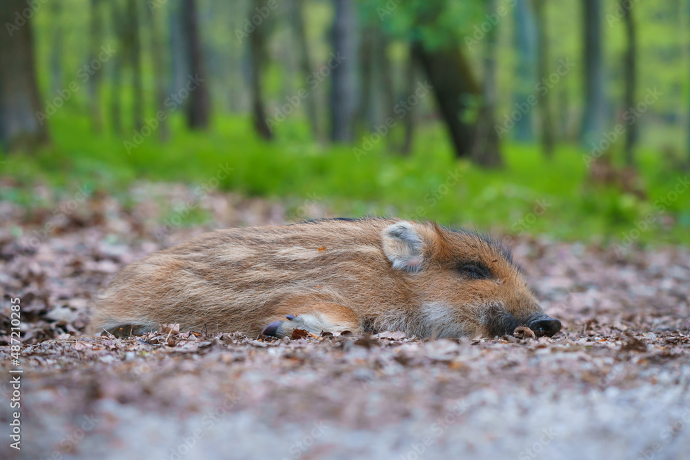 A young dead pig on the side of the road A young dead pig on the side of the road