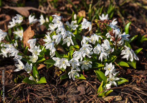 Фотография Scilla siberica