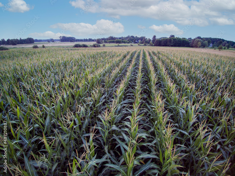 corn field seen from a bird's eye view, beautiful sky corn field seen from a bird's eye view, beautiful sky