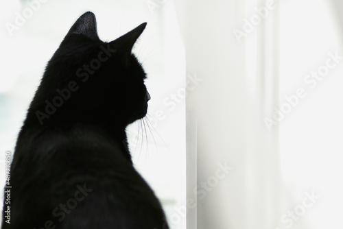 Czarny kot wygląda przez okno. Wypatruje wiosny? Tonacja czarno biała.