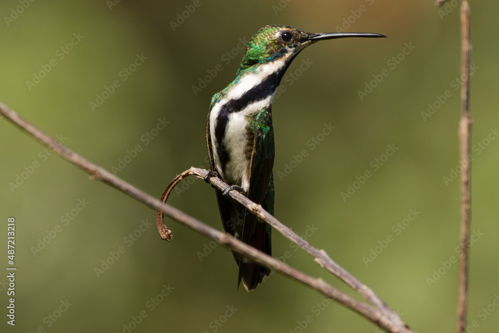 Fototapeta premium Black-throated Mango humminbird
